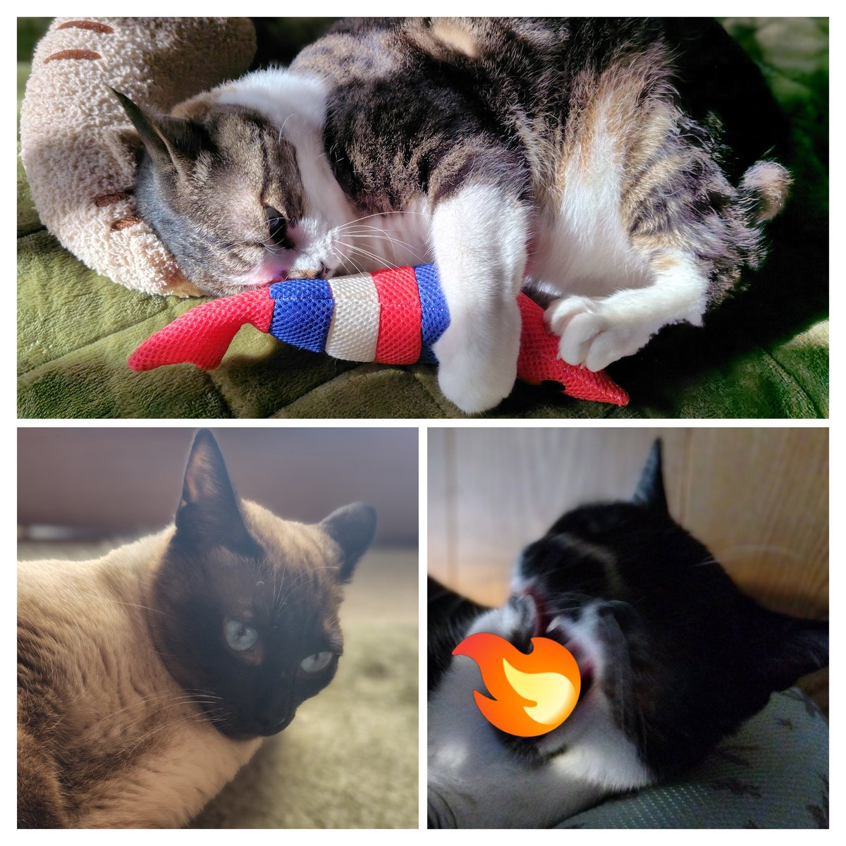 SAKUちゃん (@SakuraYnkk1) / Posts / X