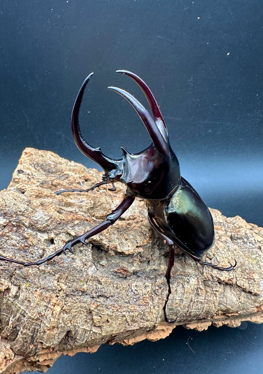 モーレンカンプオオカブト WD North Borneo Sabah Ranau 97.5mm 今回