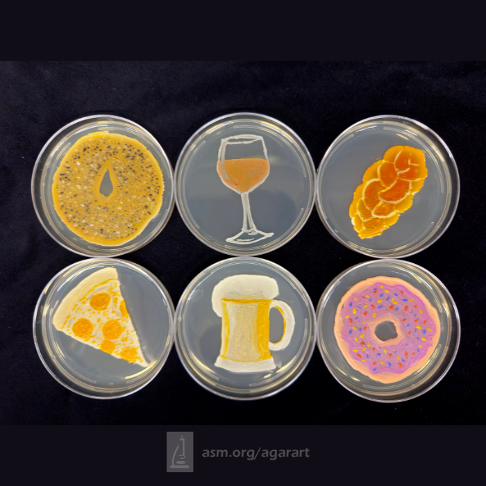 ASMicrobiology's tweet photo. The 2025 Agar Art Contest winners have been selected! This year’s theme, “Microbes Make the World Go Round,” inspired 557 global entries—from food fermentation to antibiotic production. See the masterpieces and finalists! https://t.co/bCYw4kYzQR https://t.co/xGgryYbh29