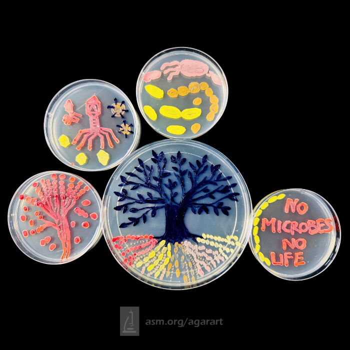 ASMicrobiology's tweet photo. The 2025 Agar Art Contest winners have been selected! This year’s theme, “Microbes Make the World Go Round,” inspired 557 global entries—from food fermentation to antibiotic production. See the masterpieces and finalists! https://t.co/bCYw4kYzQR https://t.co/xGgryYbh29