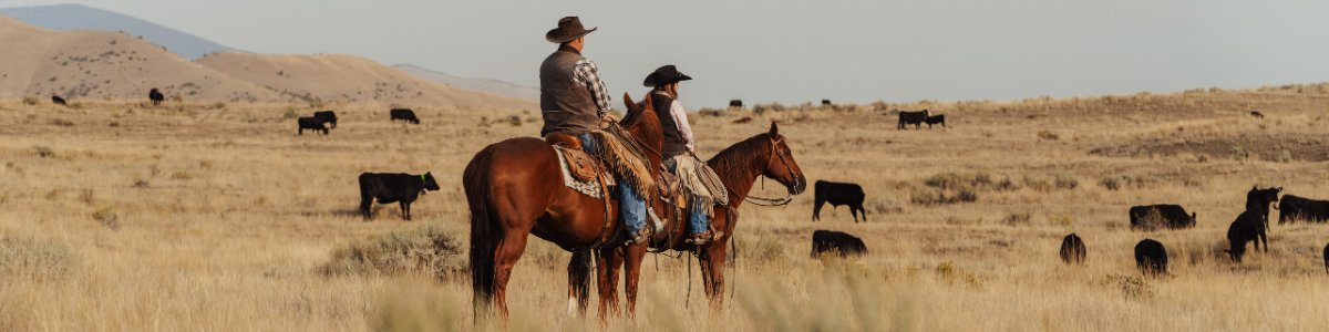 Progressive Cattle tweet media