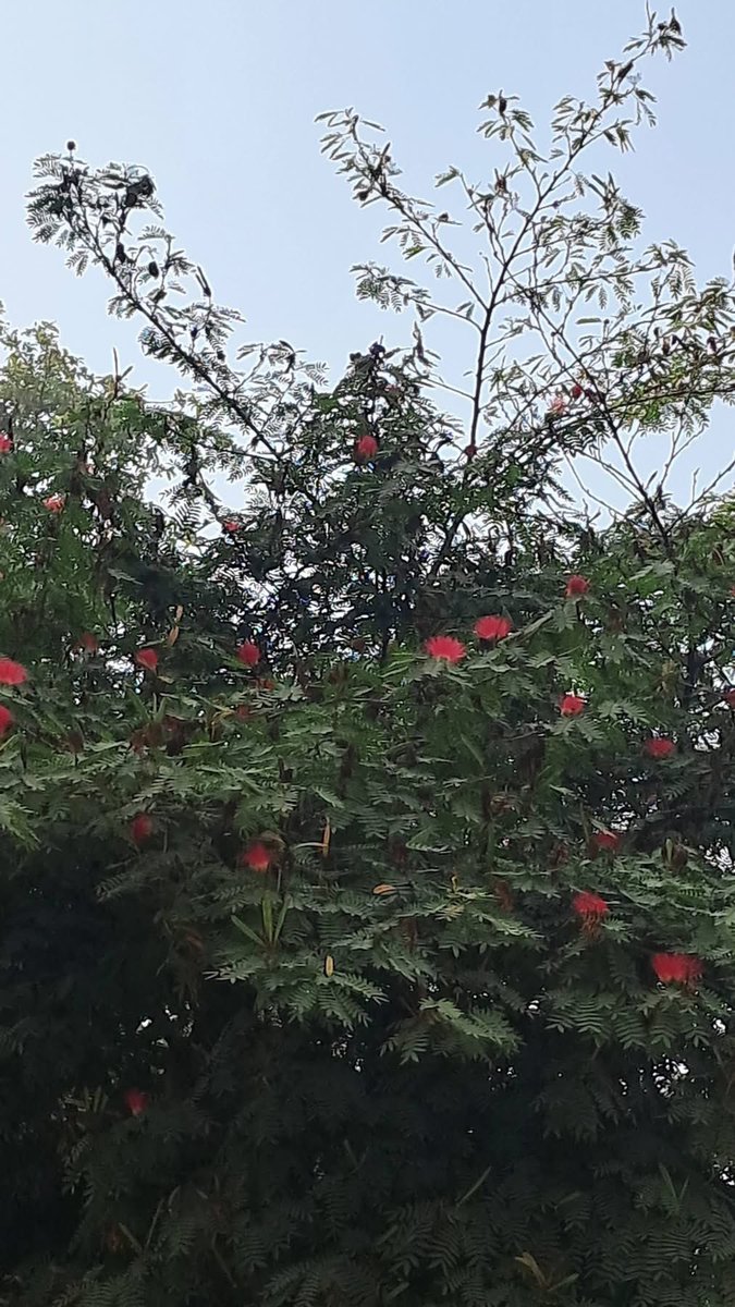 lightseekerusha's tweet photo. The contrast between the grounded, vibrant life of the Powder Puff tree and the quiet space above is perfect. A little bit of calm before the evening.
#NatureLover #TreeMagic #NatureDiaries https://t.co/p6t8rGFnoF