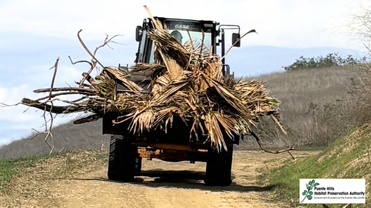 🔥Wildfire prevention efforts🔥We captured a few live shots of our fuel abatement contractors in action, working to manage and reduce combustible materials to decrease the risk of fires in the #PuenteHills.
#fuelabatement #wildfirepreparedness #HabitatAuthority