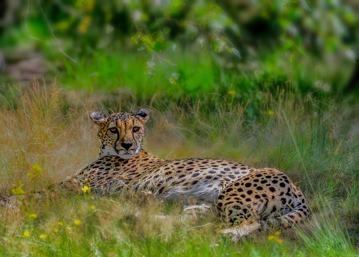 Z6Focus's tweet image. Ready for action.
#cheetah
picfee.com/nl/fotograaf/Z…