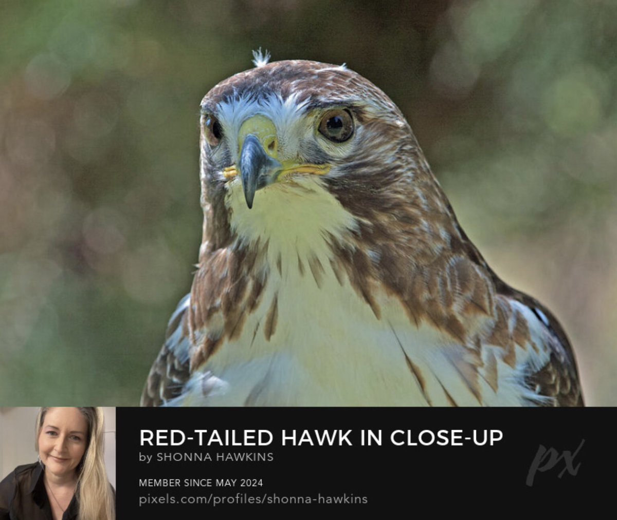 shonna99784's tweet photo. Red-Tailed Hawk in Close-Up https://t.co/bP54KGvW6W
#RedTailed #Hawk #CloseUp #Raptor #BirdOfPrey #ShonnaHawkinsPhotography #BuyIntoArt https://t.co/VeyooXWaBL