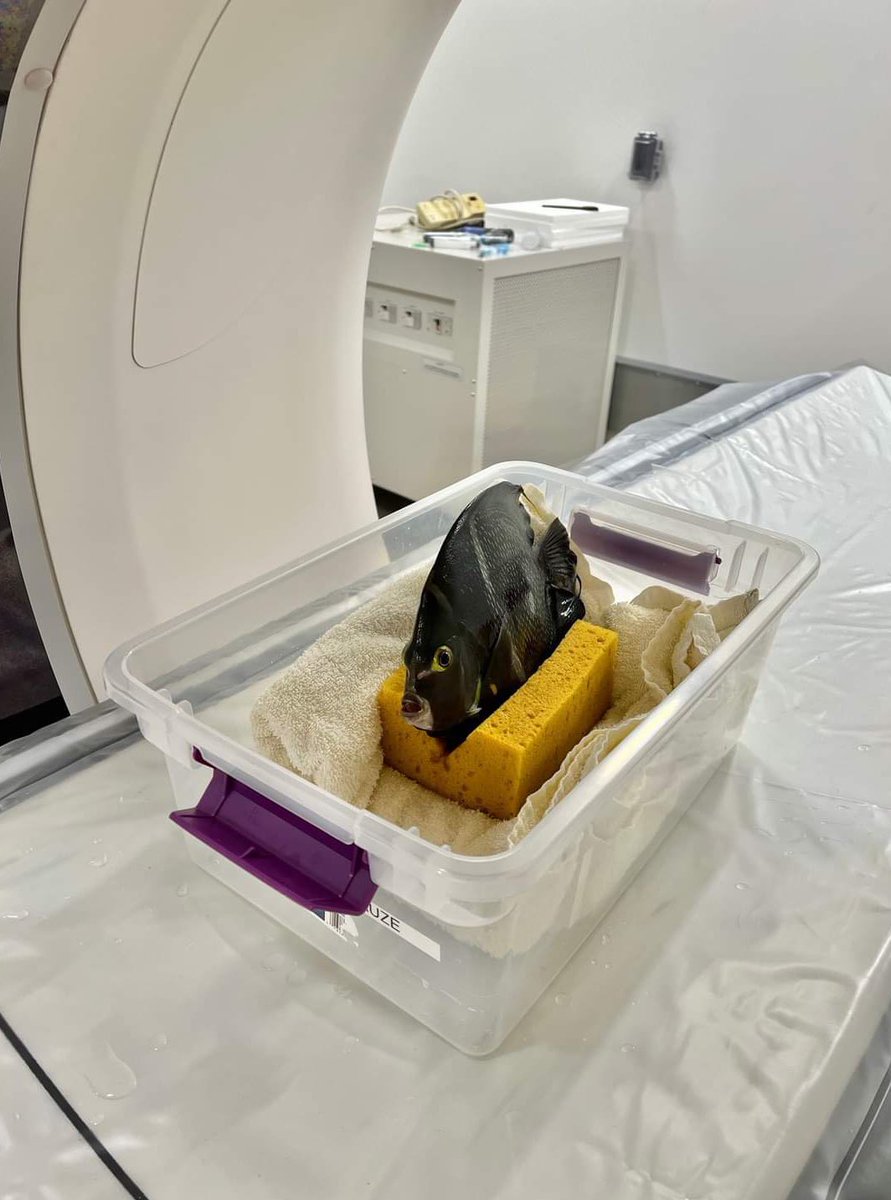 kindfishfriend's tweet image. fish getting CT scan