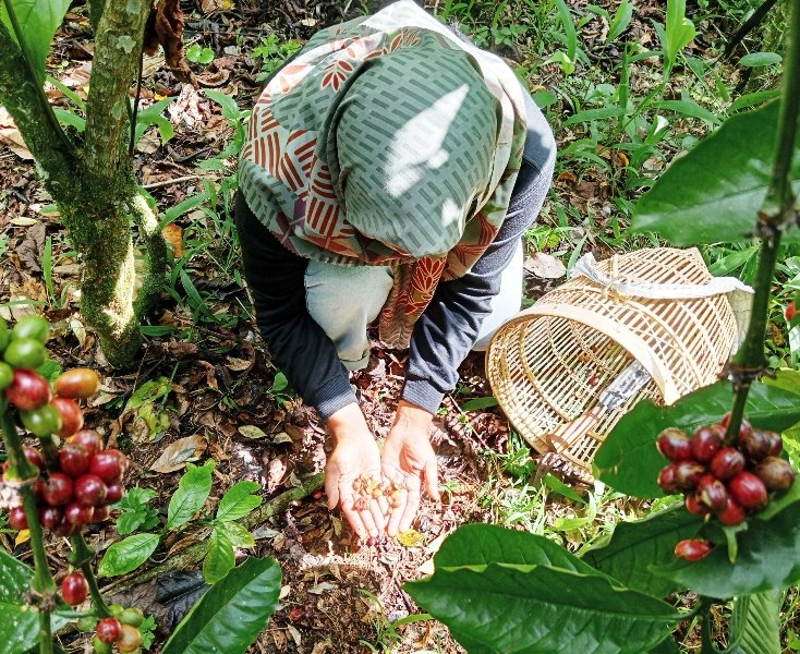 4concervation's tweet photo. Perempuan Petani Kopi Ajukan Ranperdes untuk Hadapi Perubahan Iklim
https://t.co/oqr0LPt1An https://t.co/XcTQ0RYxuY