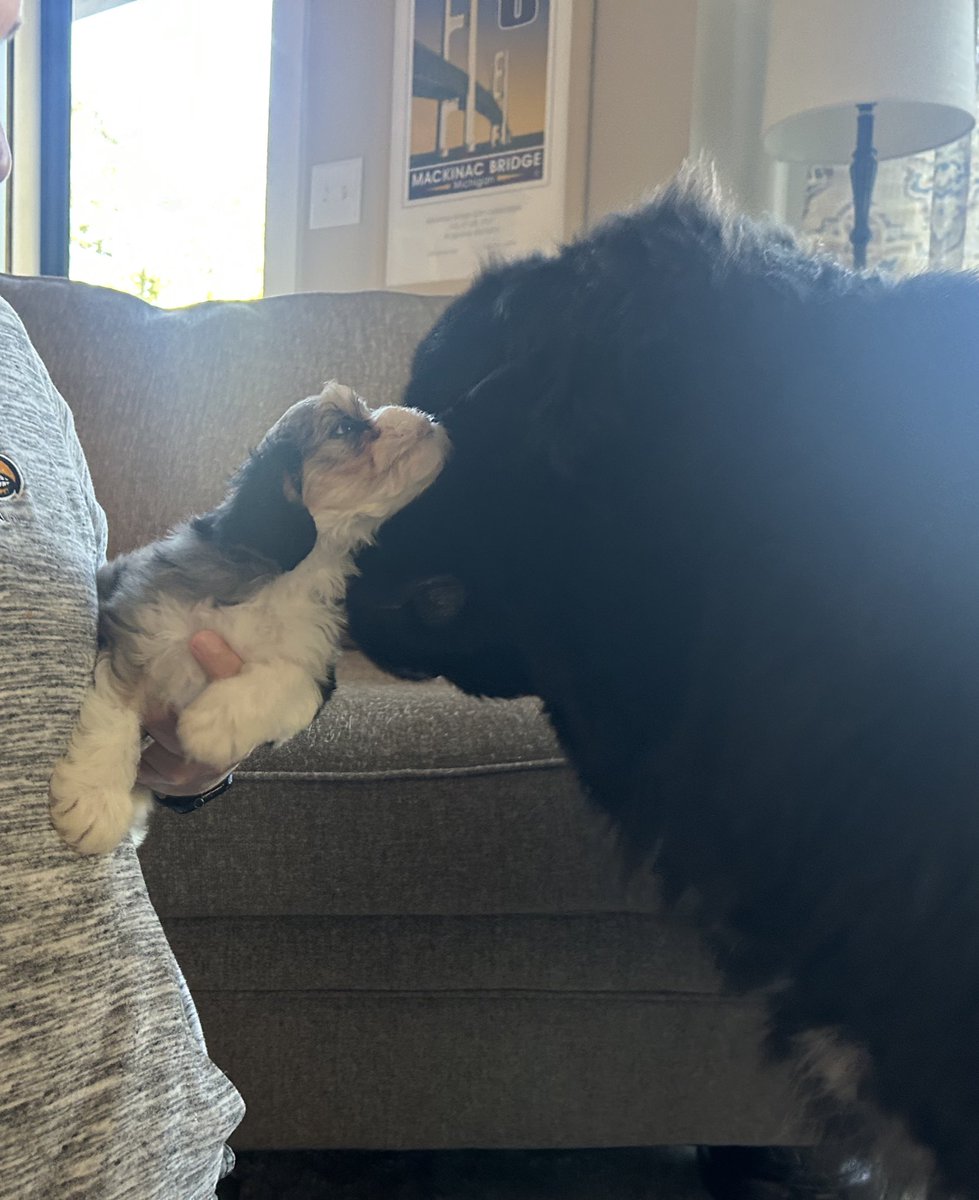 Gus the Newfoundland tweet media
