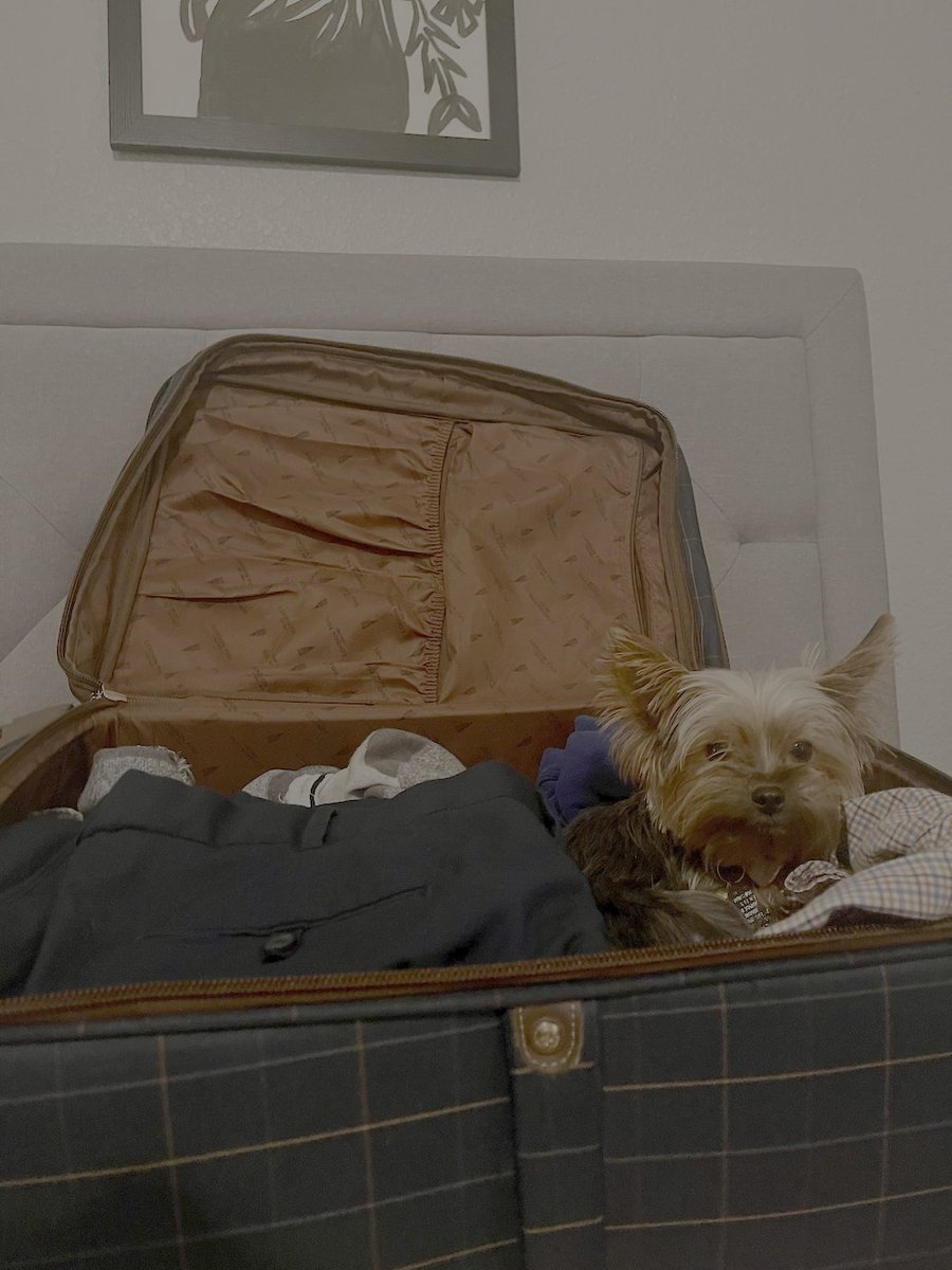 LinHutaff's tweet image. Lulu’s official statement: You’re not leaving without me! ✈️🐾
Caught trying to stow away… and honestly, who could say no to this face?