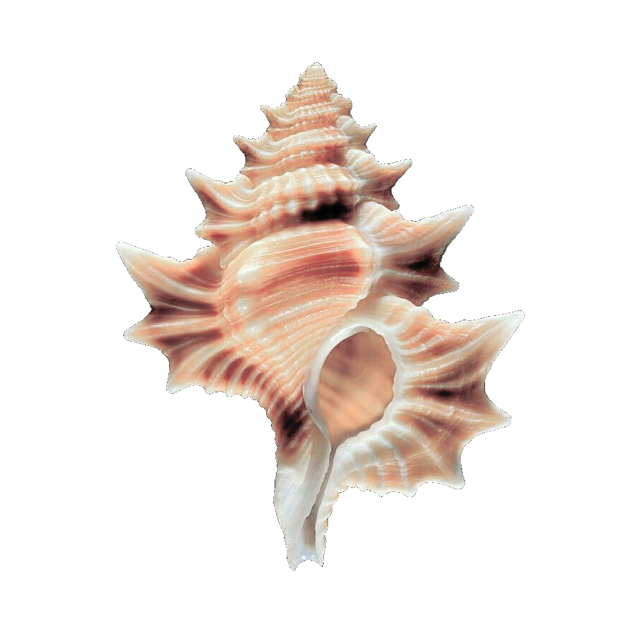 𝑀arco 𝐿acho𝘸𝘴𝘬𝘪. tweet media