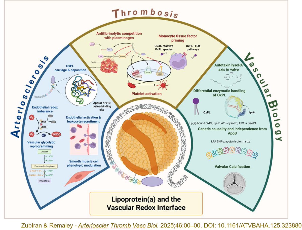 Mandatory Reading for Lipidologists: Important new study showing how Lp(a), a carrier of oxPL-apoB, creates inflammatory pathology at the endothelium, arterial intima and aortic valve pubmed.ncbi.nlm.nih.gov/41164877/ and a tremendous editorial by <a href="/RZubiranS/">Rafael Zubirán</a> &amp; Alan Remaley breaking it all