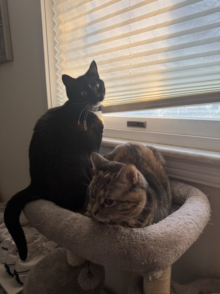 Woke up to this…she never lets her baby sister sit up there with her…crying