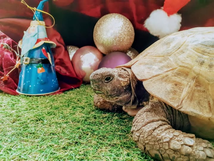 AlbertTortoise's tweet image. Test posing before my big sleep. This is #ALBERTthetortoise reporting I left some #grass on my face to look more #rustic. HE is slowly working through final commitments before the #Holidays. Bit colder today. Hope the week is #kind. #TakeCare AlbertTortoise.com
#christmas