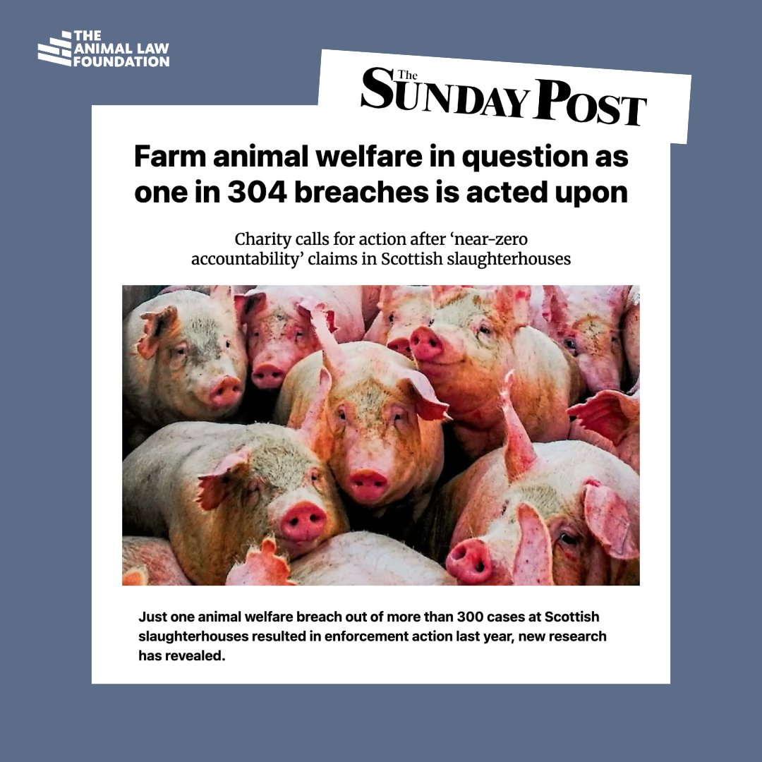 AnimallawFDN's tweet photo. ‘Farm animal welfare in question as one in 304 breaches is acted upon’ The Sunday Post reports

Our latest report on #TheEnforcementProblem showed that in Scotland only 2.88% of farms were inspected in 2024, meaning 97.02% of Scottish farms received no official welfare visit at all. 

In slaughterhouses, only one in 304 cases of non-compliance in Scotland resulted in an enforcement action.

Our Executive Director Edie Bowles, said: “Scot­land’s cur­rent enforce­ment of farmed animal wel­fare law is demon­strably inad­equate.

“With 97% of farms unin­spec­ted, the highest breach rate in the UK, and only 1% of viol­a­tions lead­ing to pro­sec­u­tion, mean­ing­ful over­sight is prac­tic­ally impossible.

“If animal wel­fare legis­la­tion is to carry any real weight, Scot­land must strengthen enforce­ment so that breaches of the law are no longer treated as incon­sequen­tial.”

Read our report here: https://t.co/lUBr7HENa6

#AnimalLaw #AnimalProtection #TheEnforcementProblem