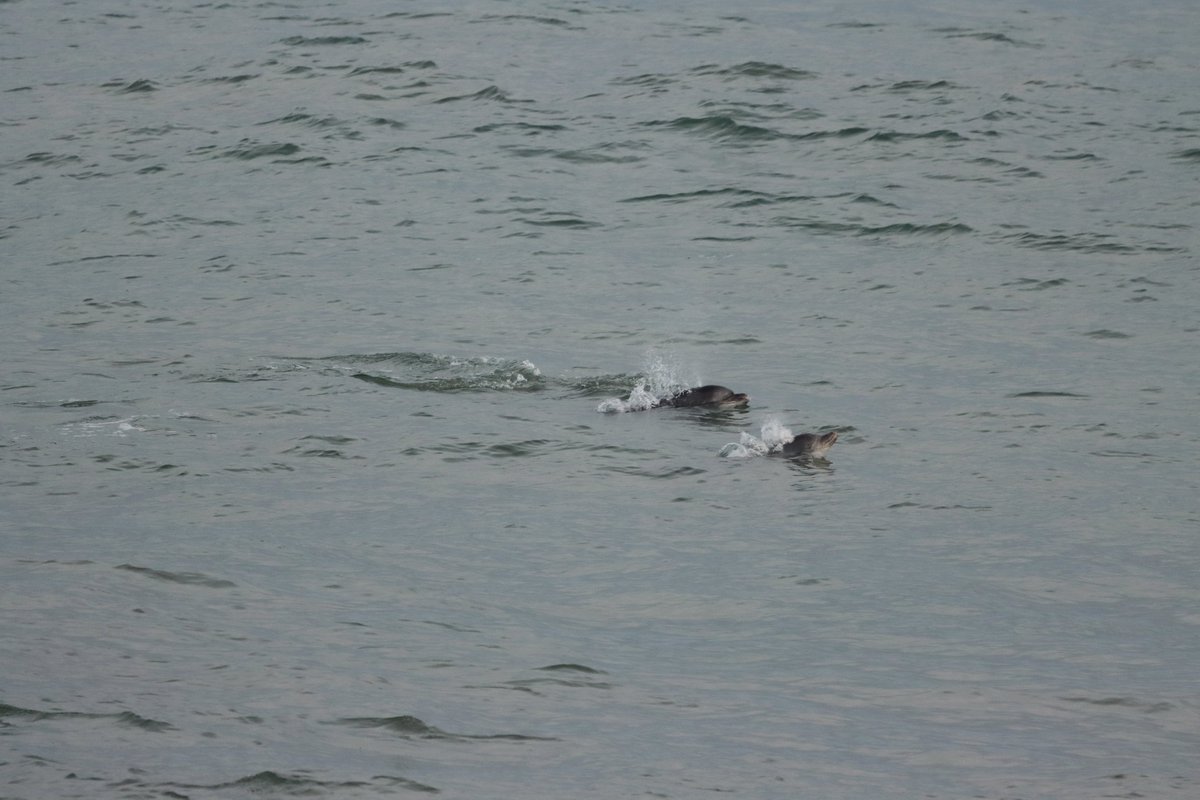walterjsinnes's tweet image. nice swim past by a bunch of #dolphins at #aberdeen today.. they didn't hang around very long though.. #pout
@WildlifeOWindow
@whalesorg
@BBCSpringwatch