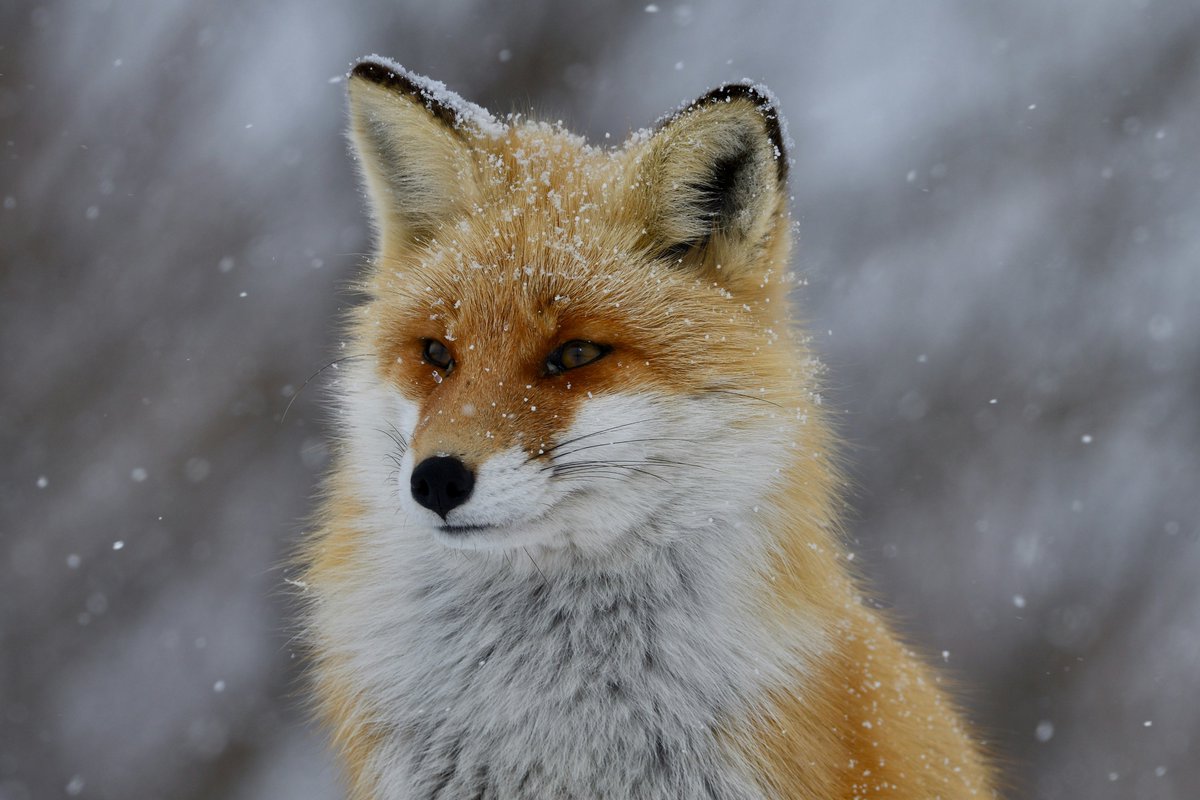 TPCMag's tweet image. Late season animals are cautious — and conditions are unforgiving.

Check pan travel and tension in cold temps. What fires perfectly in October can stiffen by December. A small adjustment now can save missed opportunities.

#trappingtips #lateseason #traptuning 

PC: Unsplash