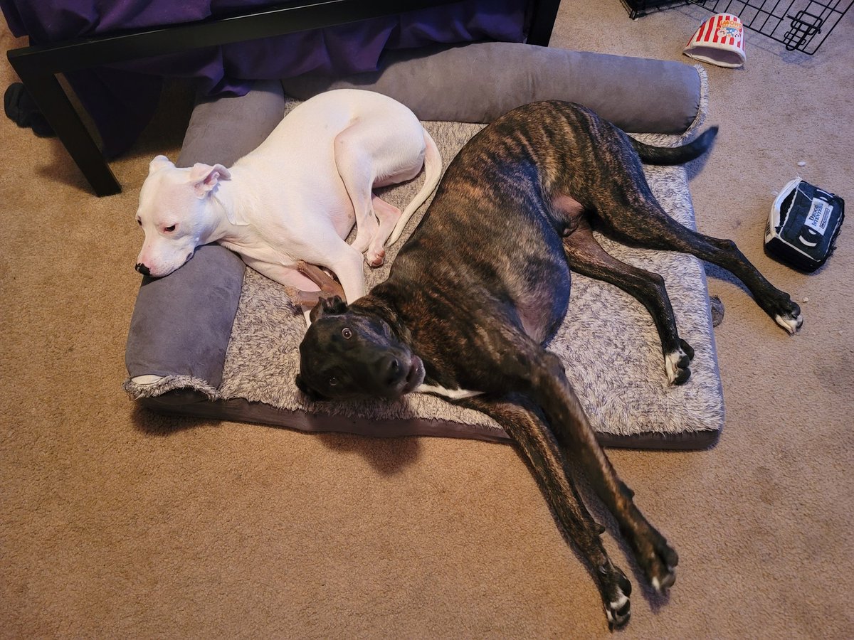 PixelxKitten 🐸 tweet media