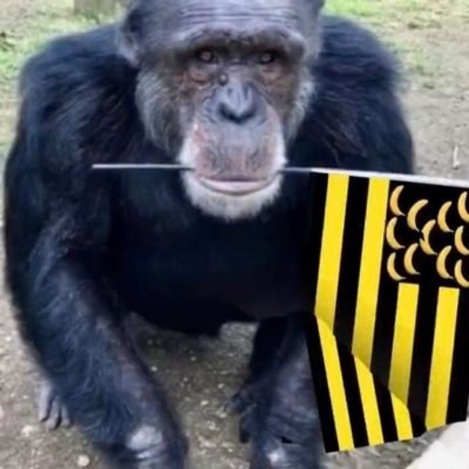 “evaristo salís siempre q tirar palo”
así y todo es el único q puede sacar a estos monos, idiotas e incapaces del club.