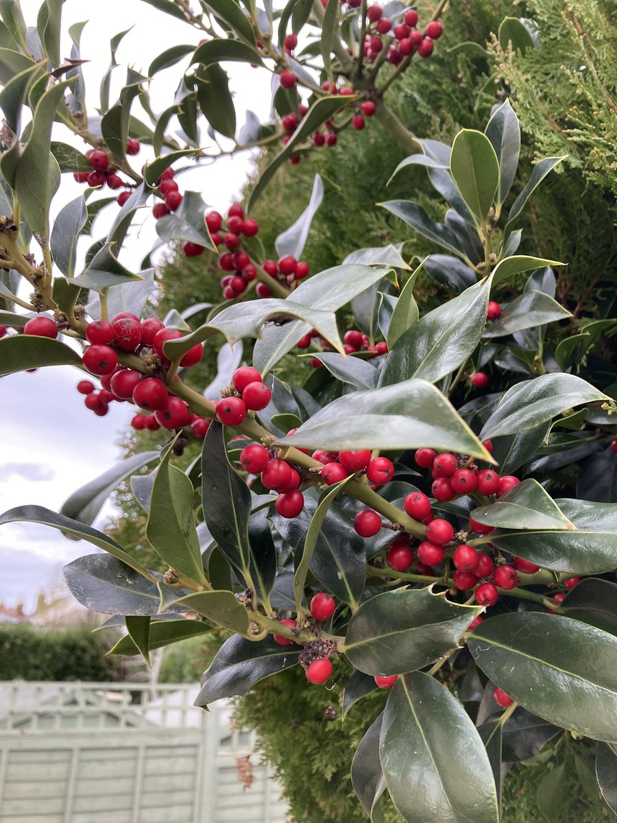 British Naturalists’ Association Christmas zoom talk by Endymion Beer MBNA is this evening, joining from 7pm, talk starts at 7.30pm. Hope to see you there.