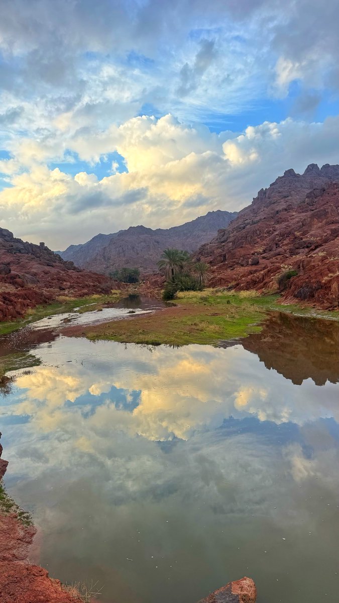 محمد اللوحان tweet media