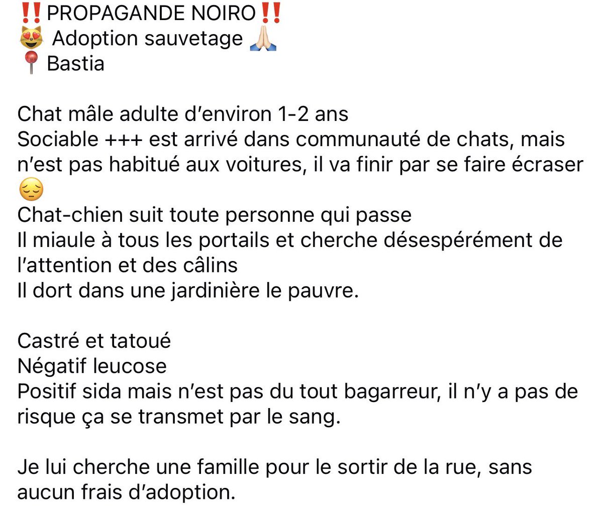LeaCarlotti's tweet image. ‼️PROPAGANDE NOIRO‼️ 
Une famille pour Noiro pour 2026 🙏🏻🤞🏻

Infos &amp;amp; photos ⬇️