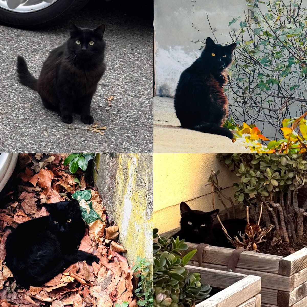 LeaCarlotti's tweet image. ‼️PROPAGANDE NOIRO‼️ 
Une famille pour Noiro pour 2026 🙏🏻🤞🏻

Infos &amp;amp; photos ⬇️