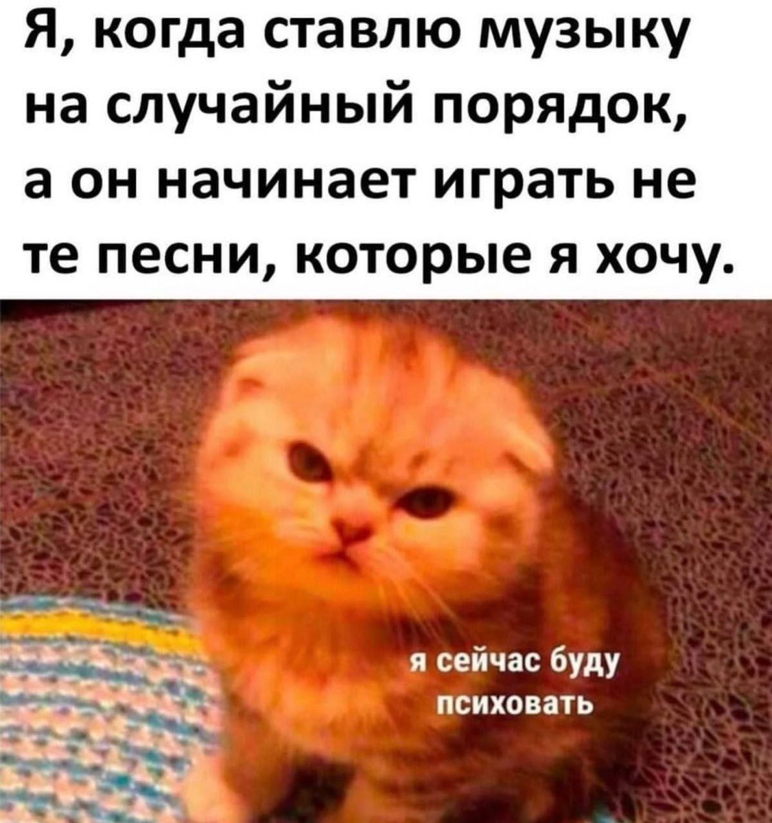 Borsique😺 (@borsique) on Twitter photo 