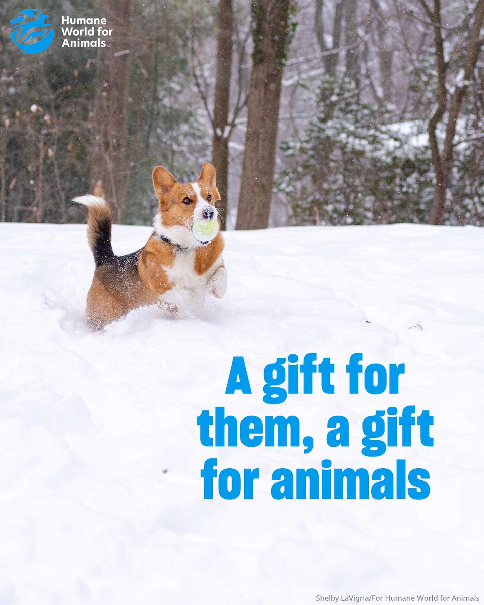 Don’t know what to get the animal lover in your life this holiday? Give a gift to Humane World for Animals this holiday season in their honor! It’s the perfect way to spread holiday cheer and help animals everywhere. Donate to help animals! 

secure.humaneworld.org/page/167790/do…?