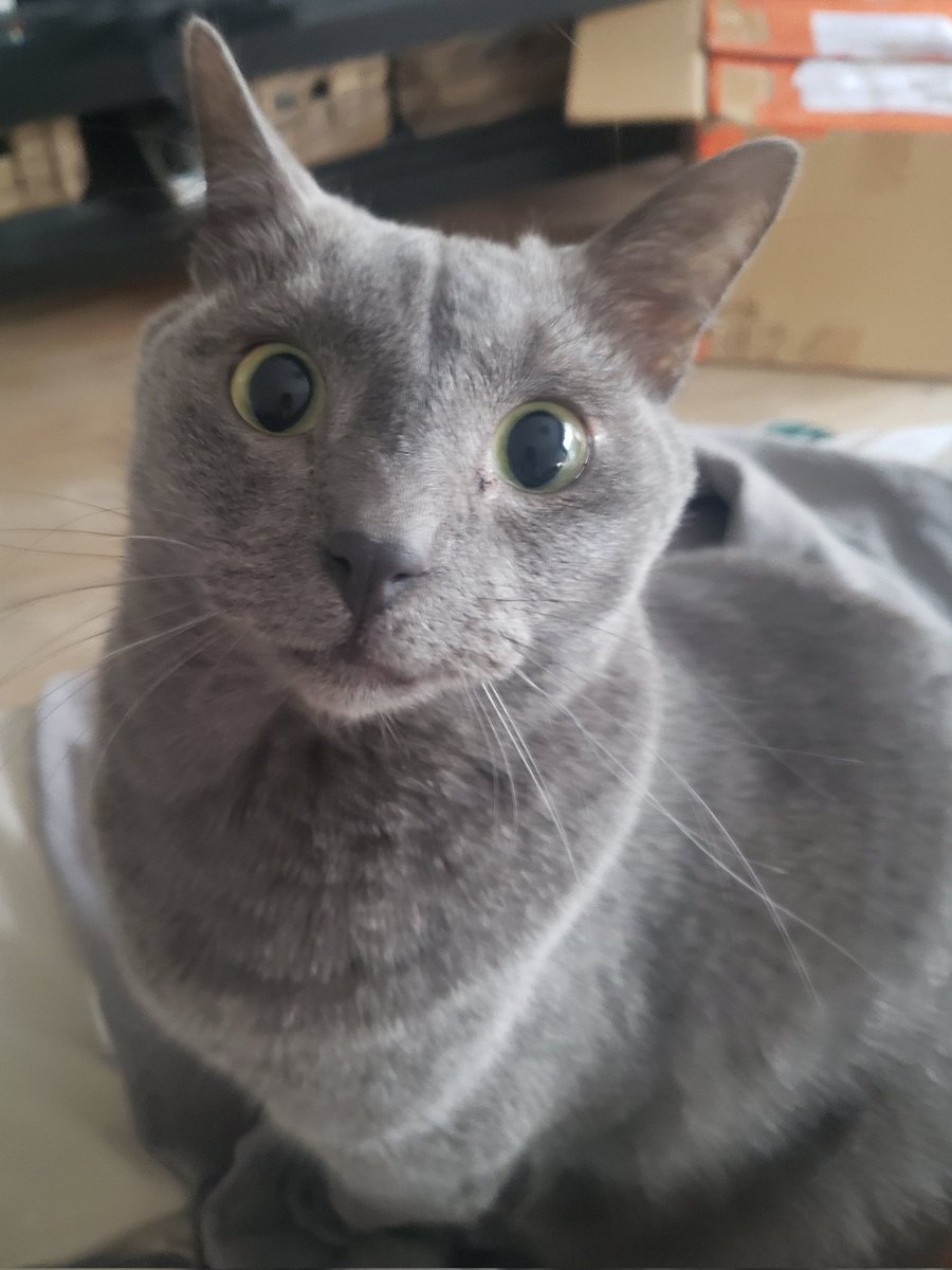 ✨FC Jean-Louis✨🐈⬛🍝 tweet media