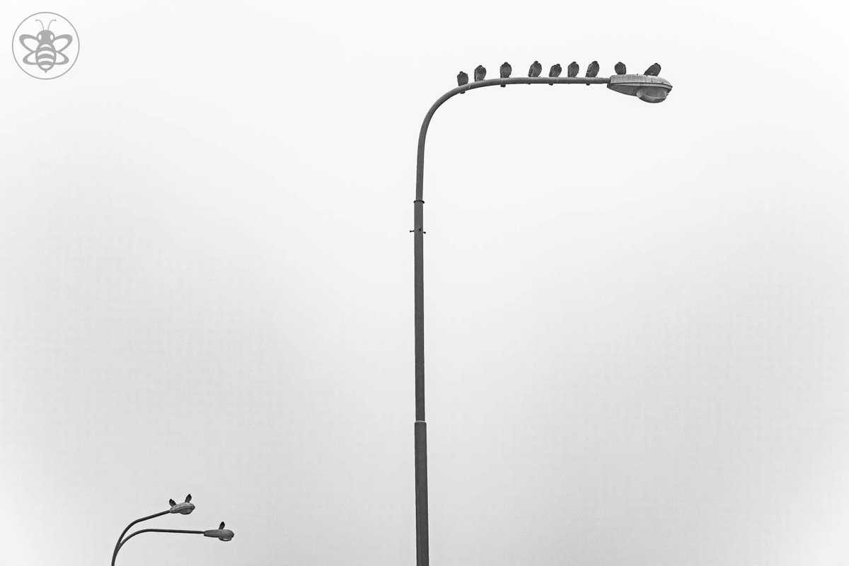 atomicbeecz's tweet photo. Squatteři / Squatters #Squatters #Brno #lamp #street #birds #birdsphotography #photo #photography #Czechia #CzechRepublic https://t.co/gQqSwa3KXW