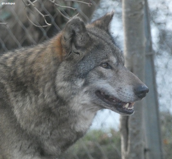 Some recent zoo pics. Anteaters are so funny-lookin'! 😂
#animals #wildlife
