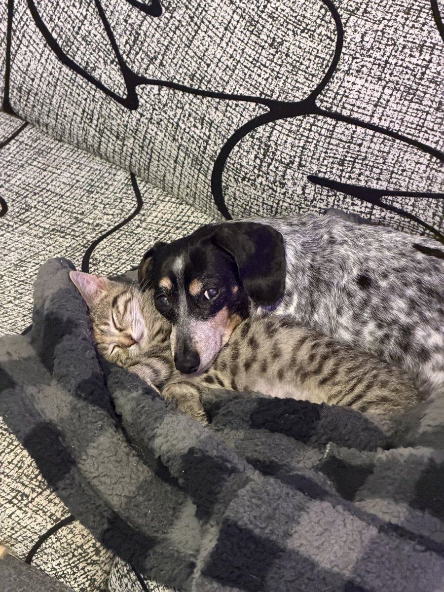 Austin_Henry15's tweet photo. When it’s cold out the blanket comes out #kitten #dog https://t.co/y5B2fBmPYD