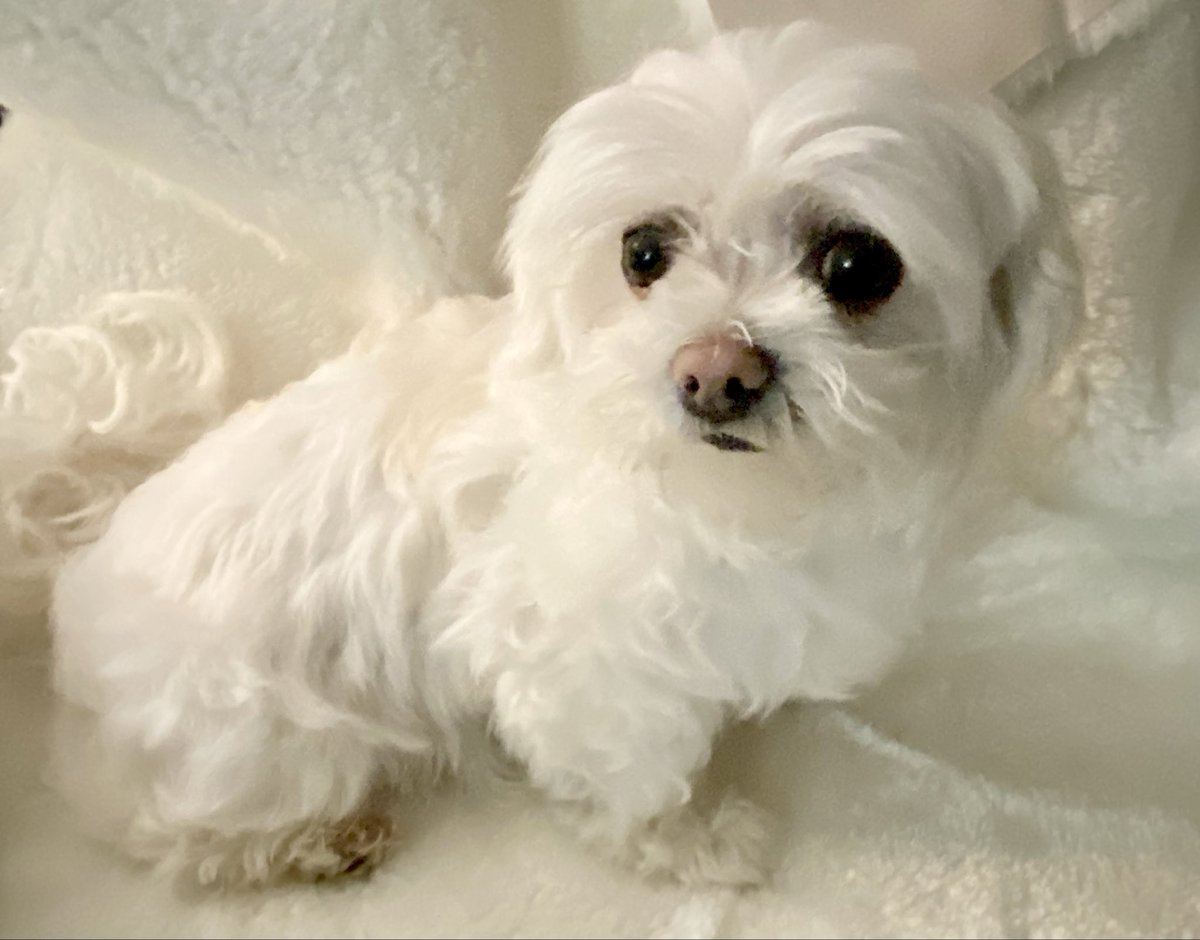 BadBoyHalo tweet media