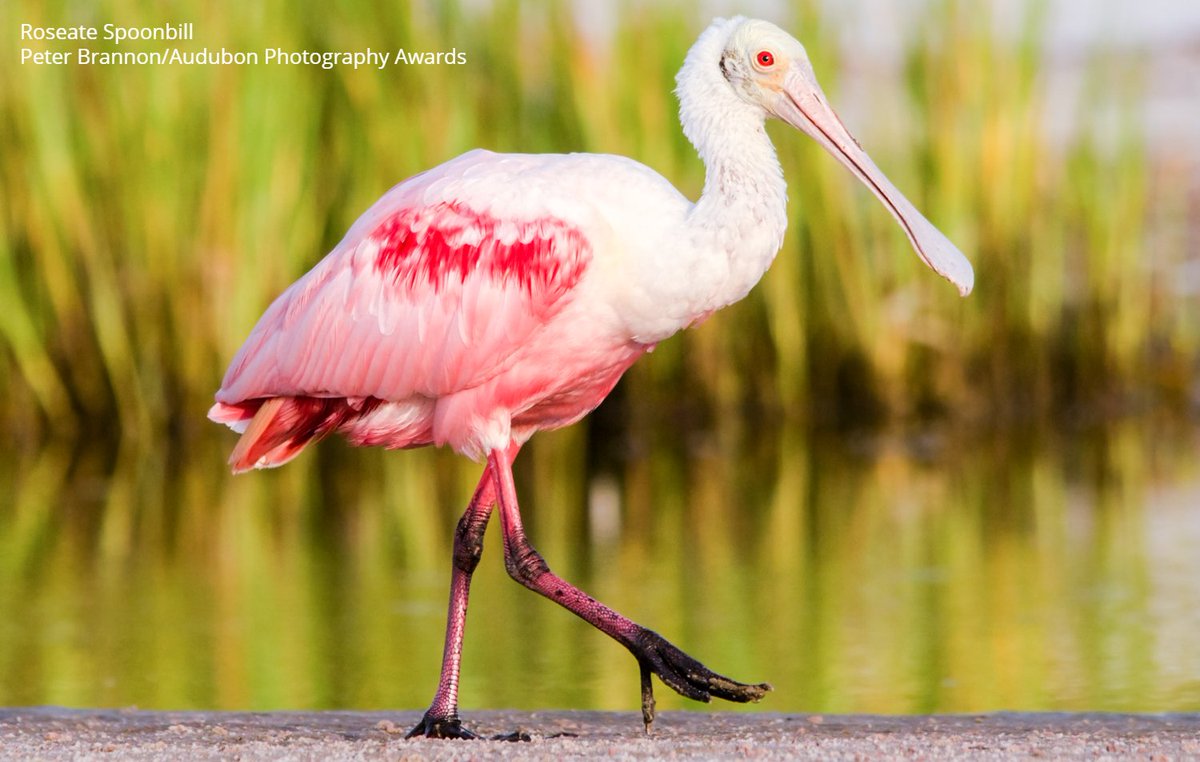 .<a href="/AudubonFL/">Audubon Florida</a>’s Everglades Science Center is preparing to monitor nesting Roseate Spoonbills—a critical indicator species for Florida Bay and the Everglades—and they’re asking the public for help. Learn more, including how you can be a part of this monitoring effort: