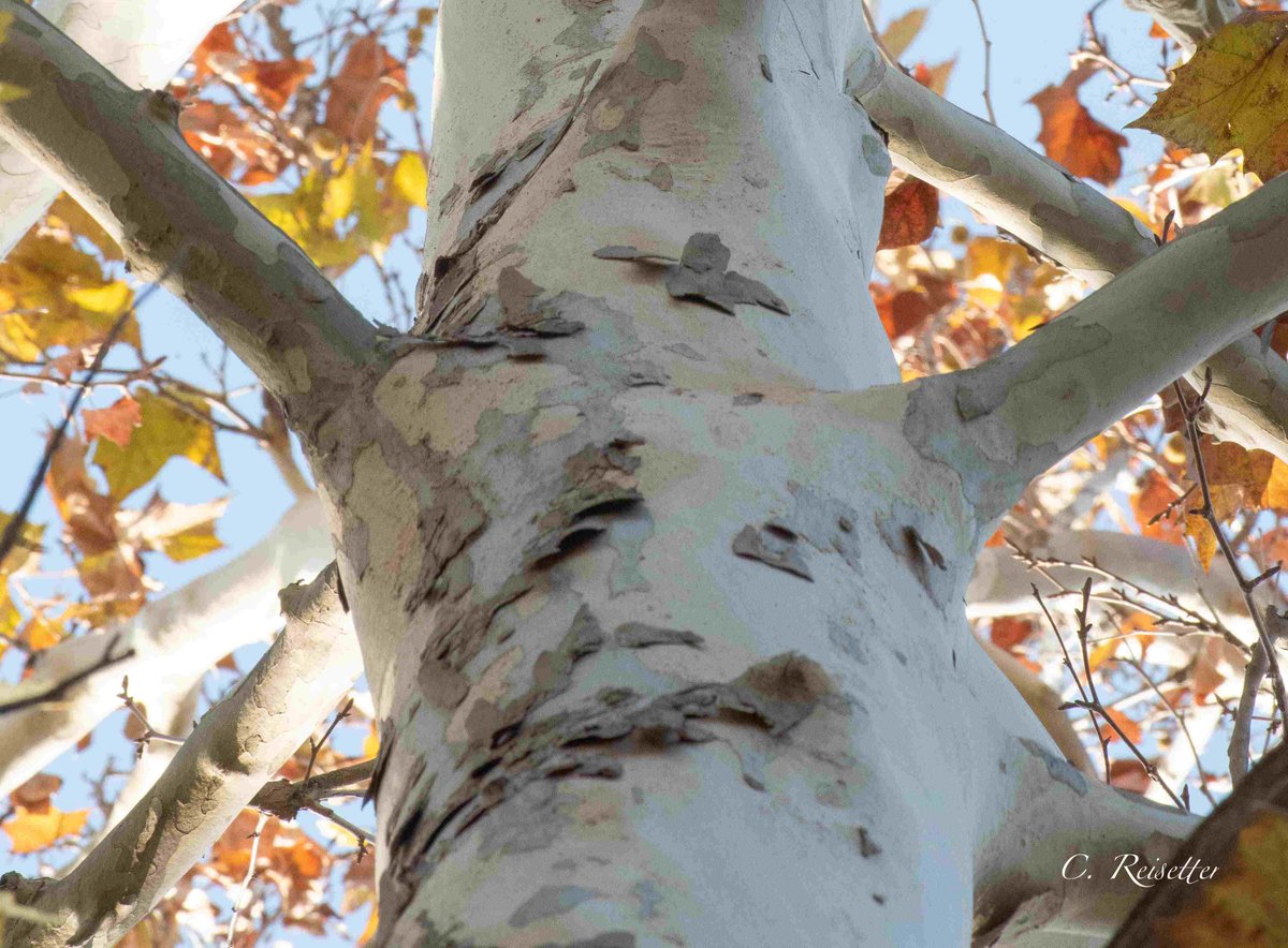 A majestic Sycamore is the Dec Tree. See more photos and read about it here: naturalland.org/majestic-sycam… It's 110 ft tall and 16 feet around. Did you know the bark of this tree continuously sheds to keep vines at bay? #treeofthemonth #nlislegacytreeprogram #sycamore #trees