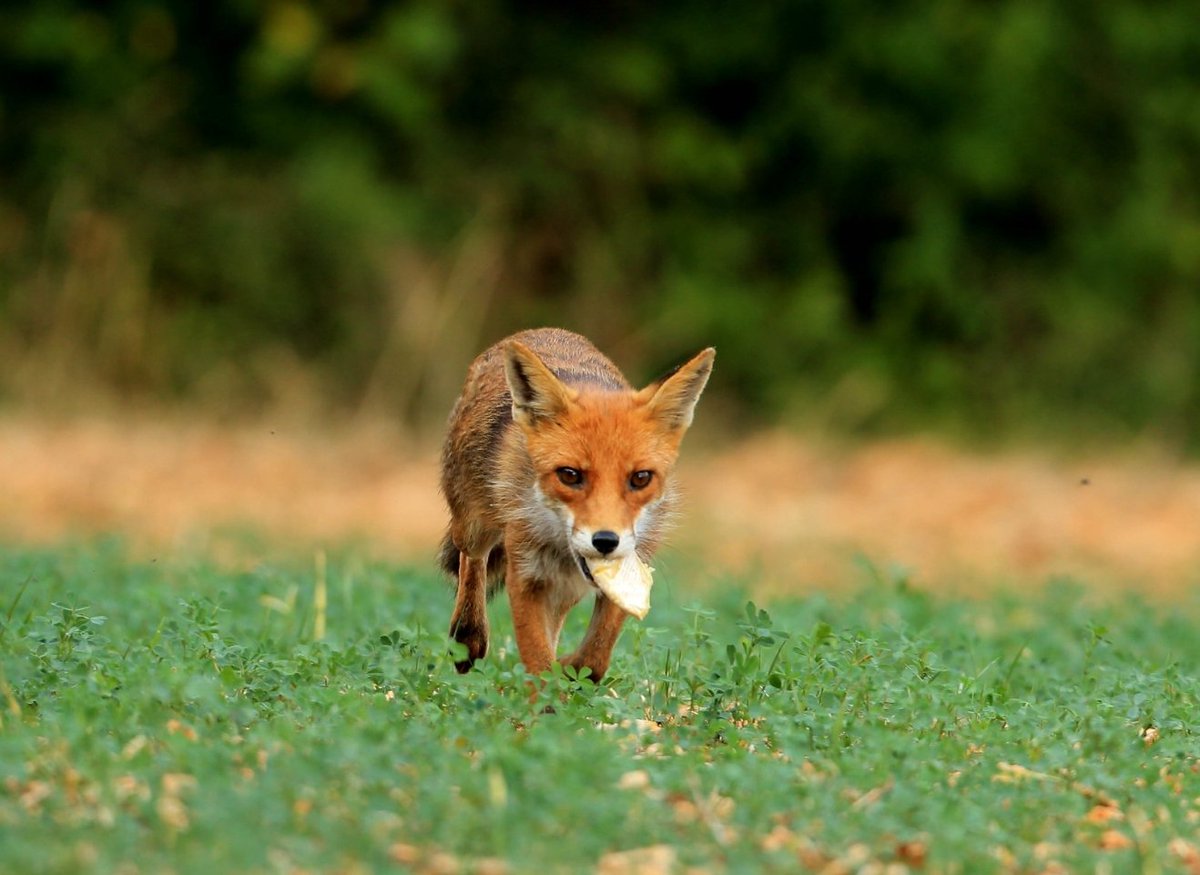Nini_MacBright's tweet image. - Je me suis fait chier à ramener le fromage pour la tartiflette de Noël, mais Môssieur préfère les quiches aux carottes avec ses nouveaux copains, il commence à me gonfler ce loup