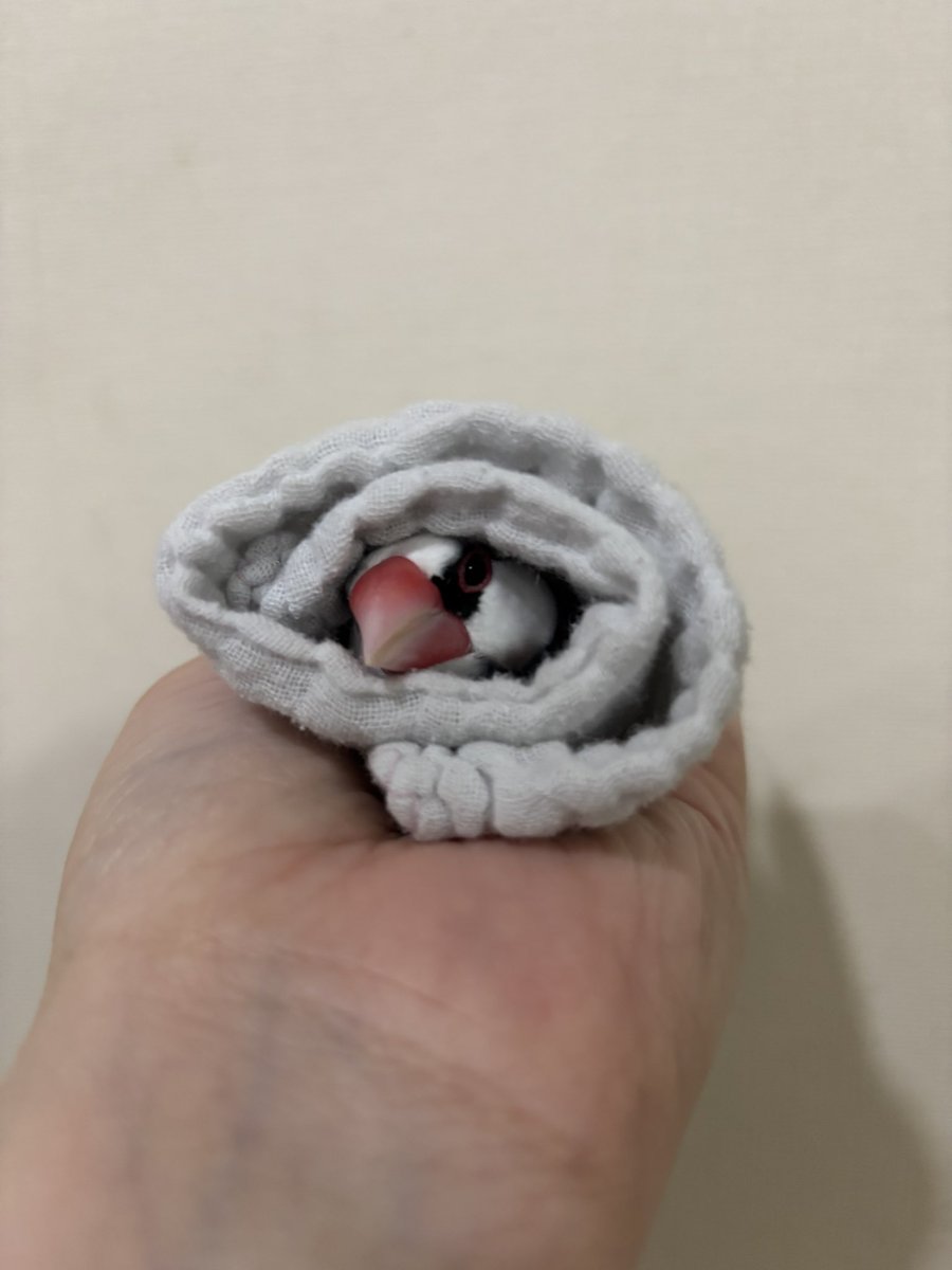 ﾚﾓﾏﾏ🍋( ○⁰⊖⁰○) 𓂋𓇋𓅓𓍯𓅓𓄿𓅓𓄿 (@okameslemon) / Posts / X