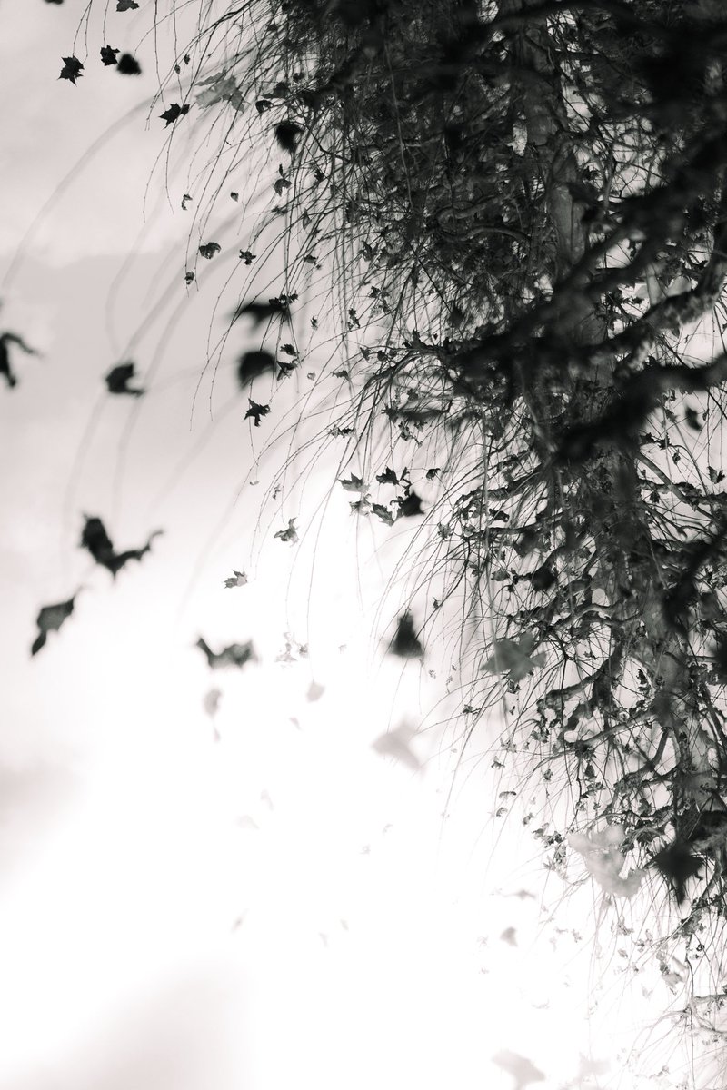 VILTROX AF 85mm F1.4 PRO お花。 #Viltrox #viltrox85mmf14pro