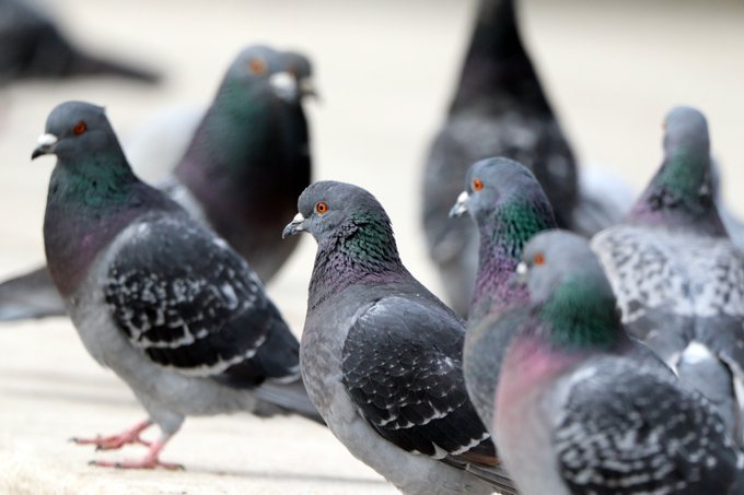a_london_pigeon's tweet photo. #CITIZEN_SCIENCE
I throw down a mix for feral pigeons .. sunflower hearts, white rice (dry), brown rice (dry), and red lentils.
About 8 of these ace peckers fly in and eat EVERYTHING .. EXCEPT the red lentils. THEY FLY AWAY.
An hour later all return and eat all the red lentils. https://t.co/pcNw1DtfAm