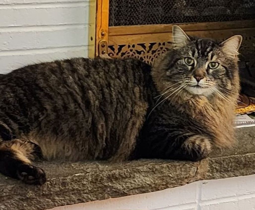 "Harold"
#Lostcat 12/7/25
Maine Coon
#WestGreenwich #RI 
Sharpe St/West of the pond
Seresto &amp; GPS collars
Long-hair/Fluffy tail/Ruff around neck
Very friendly
May be locked in a shed/barn/basement
Please email 5c06325d@contact.petfbi.org 
buff.ly/0BlzRXE #Rhodeisland