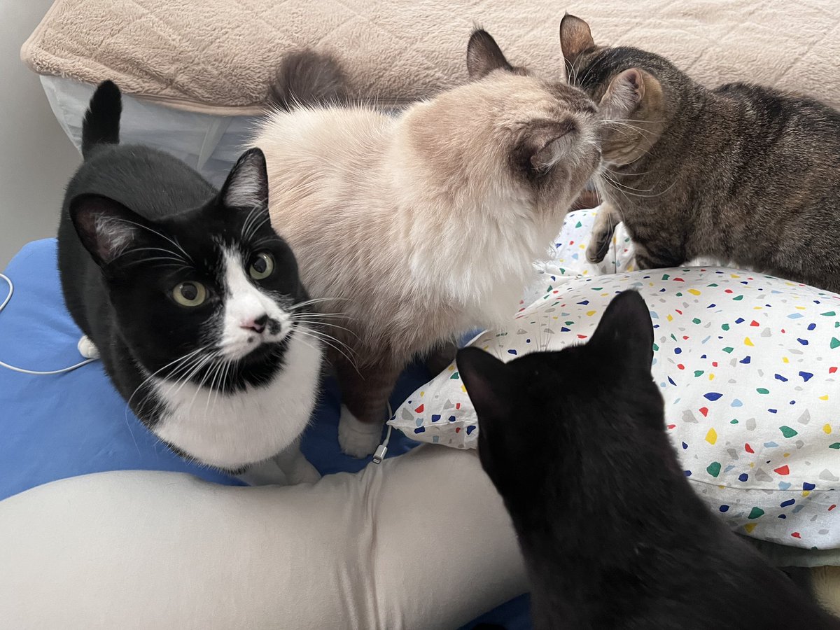 shizu* (@14_nekohouse) / Posts / X