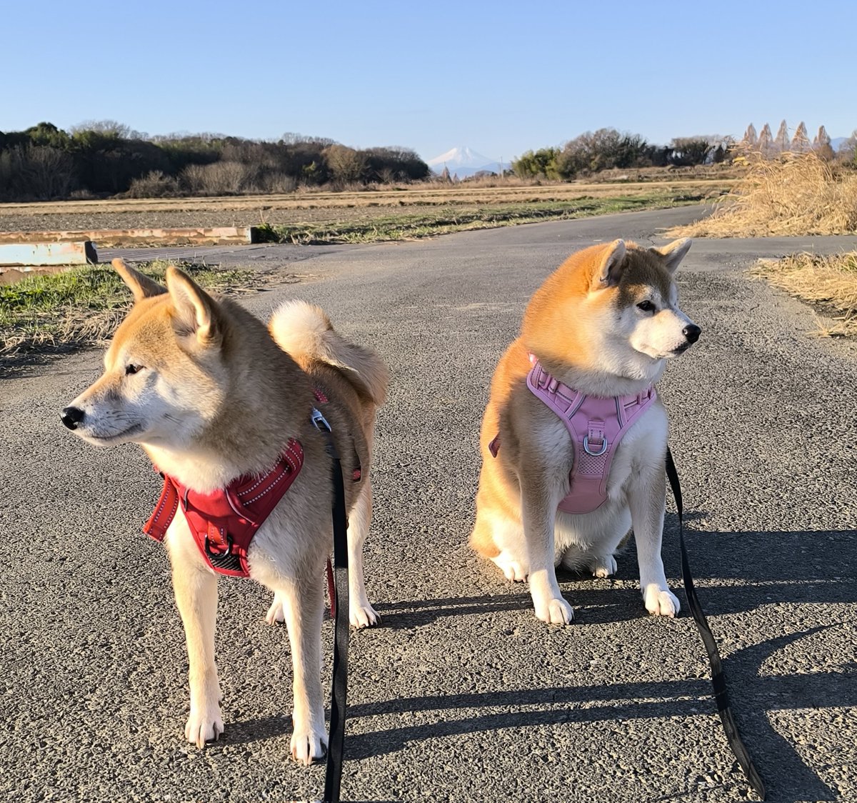お早うございます😊
今日はちょっと暖かいです
土手でスピッツちゃんと挨拶出来ました😆
ちび子　ニコニコ😊
まる子　ニコニコ😊
#柴犬　#犬との生活　#犬のいる生活