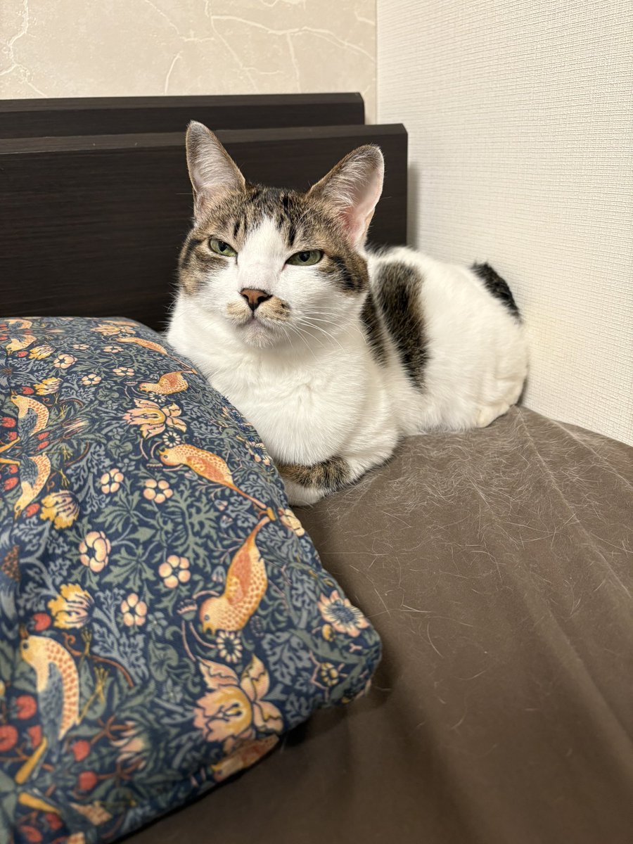 tank_yushima's tweet image. 今日からまた入院❸。#抗がん剤
病棟の枕が極薄ゴリゴリで塩梅悪いからマイ枕持ち込もうと思ったんだけど、うしこちゃんに抵抗されてる。
壁と枕元に挟まれて寝るのが好きだものね。
それにしてもすごい抜け毛だね。