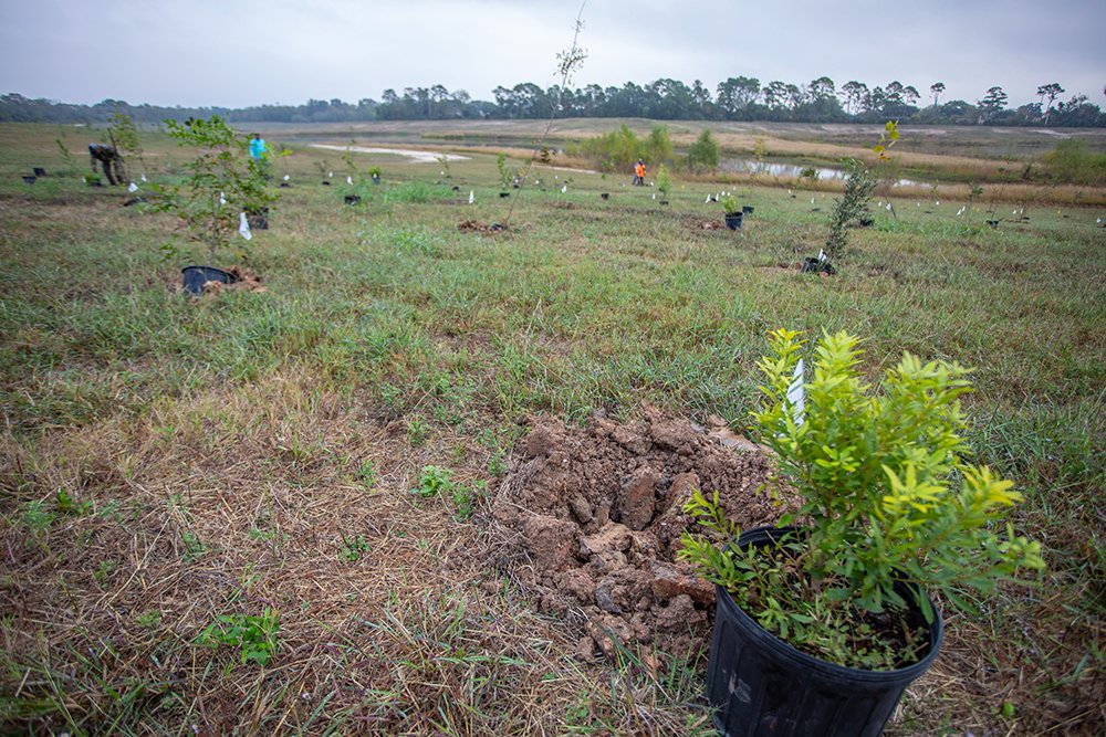HarrisCoPct2's tweet photo. Great news for Pct. 2! @hcfcd planted 3,500 native trees around the Lauder Stormwater Detention Basin, complementing the new trail we added last year.
It's part of #ForUsTree led by @HARCresearch  bringing greener, more flood-resilient spaces to underserved areas. https://t.co/8BbJ4q0YTb