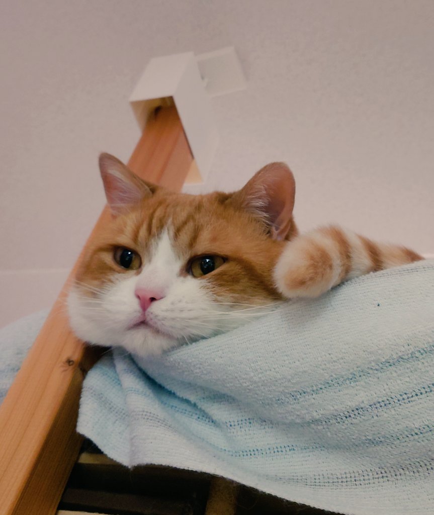 おちゃまる (@ochamarusan0126) / Posts / X