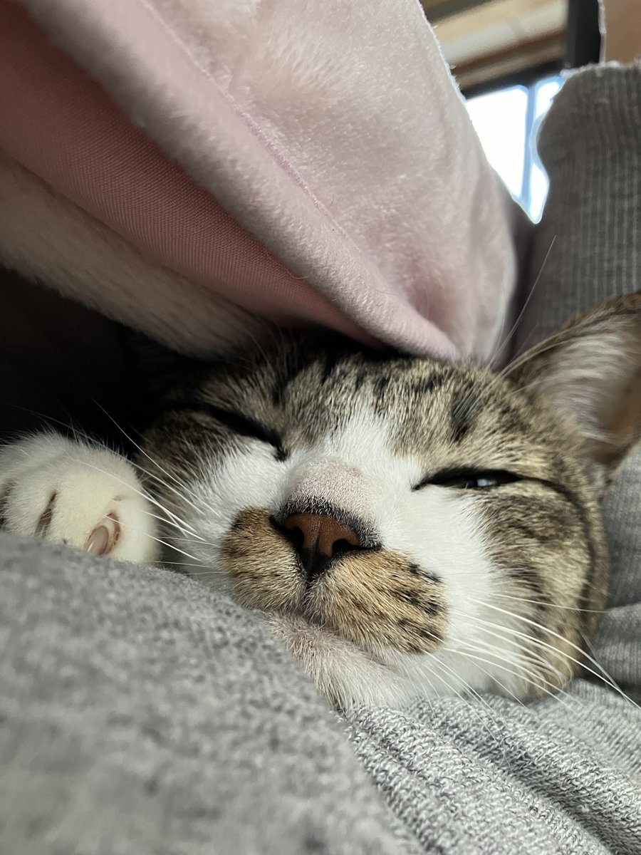 かぁかの腕枕を独占中のチョコちゃん