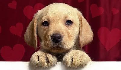 SweetLilPuppy's tweet photo. @KOQueenGia 🙏🤞💗🤞🙏
#MyGoddessGia
#PuppysTrampleFantasy
#DyingToSeeYouAgain
#ImReadyToObeyYourWishes
#StillGiasLittlePuppy
😘🐕❤️👣🥰 https://t.co/p6F0fgfwlW