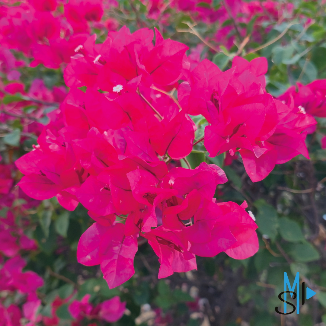 SaveMotionProd's tweet image. #SaveMotionProduction #photography #nature #martinique #972