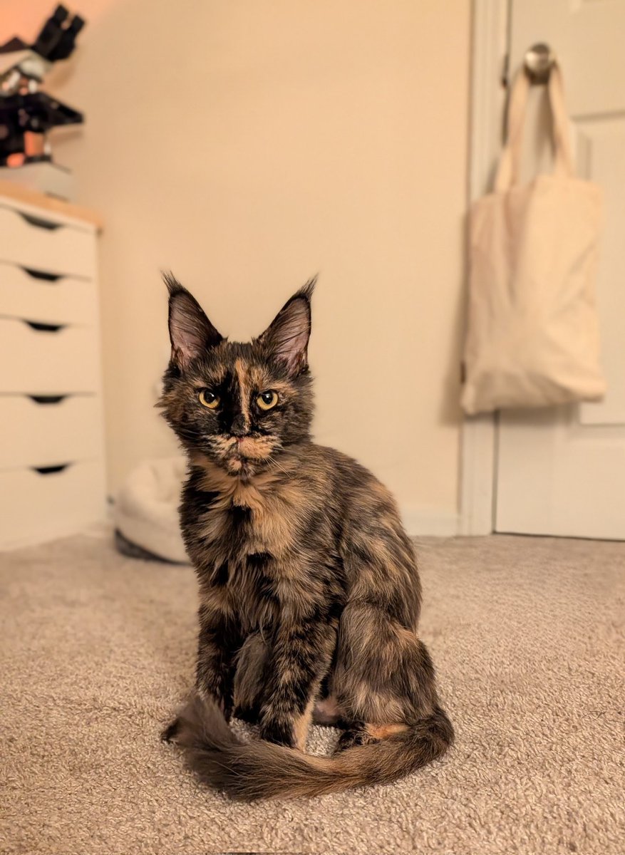 MeekyBlinders's tweet image. accidentally adopted a tiny lynx