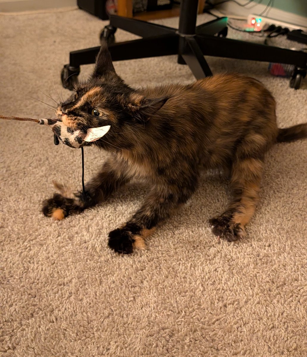 MeekyBlinders's tweet image. accidentally adopted a tiny lynx